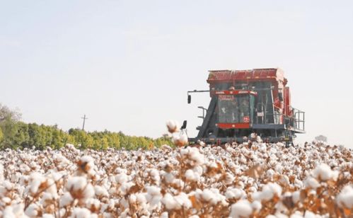 兵团棉花生产全程机械化调查 轻松 种棉花是怎样实现的