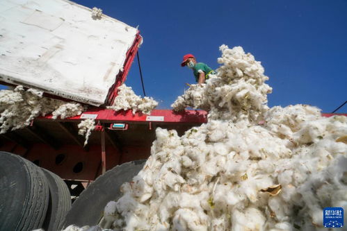 中国最大产棉区 新疆进入棉花采收季 图片中国 中国网